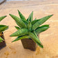 Sansevieria Penguin (#AC5) | Imported Hybrids | 2" Pots