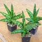 Sansevieria Marsha Anjani (#H5) | Rare Imported House Plants | Rare Snake Plant
