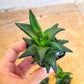 Rare Import - Haworthia Catevala Tessellata (#HZ9) | Rare Imported Succulents