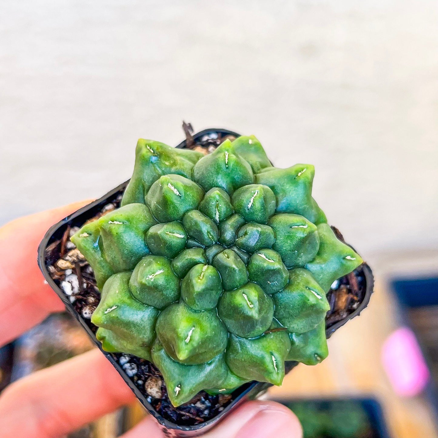 Gymnocalycium Montrose (T4) | Indoor Cactus | Beginners Plants | Grown From Seeds