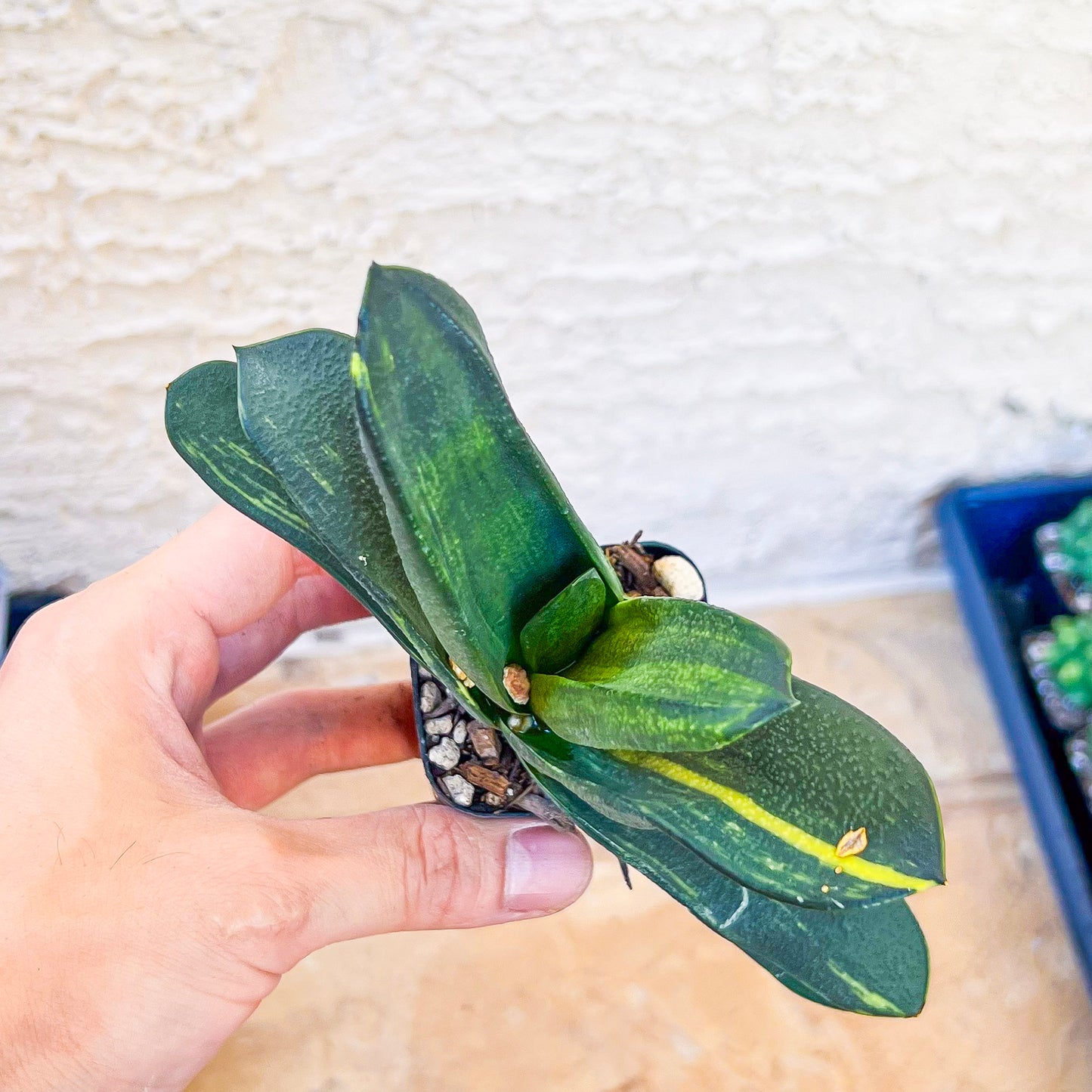 Gasteria Nitida Variegated (#A3) | South African Plants | Imported Plants