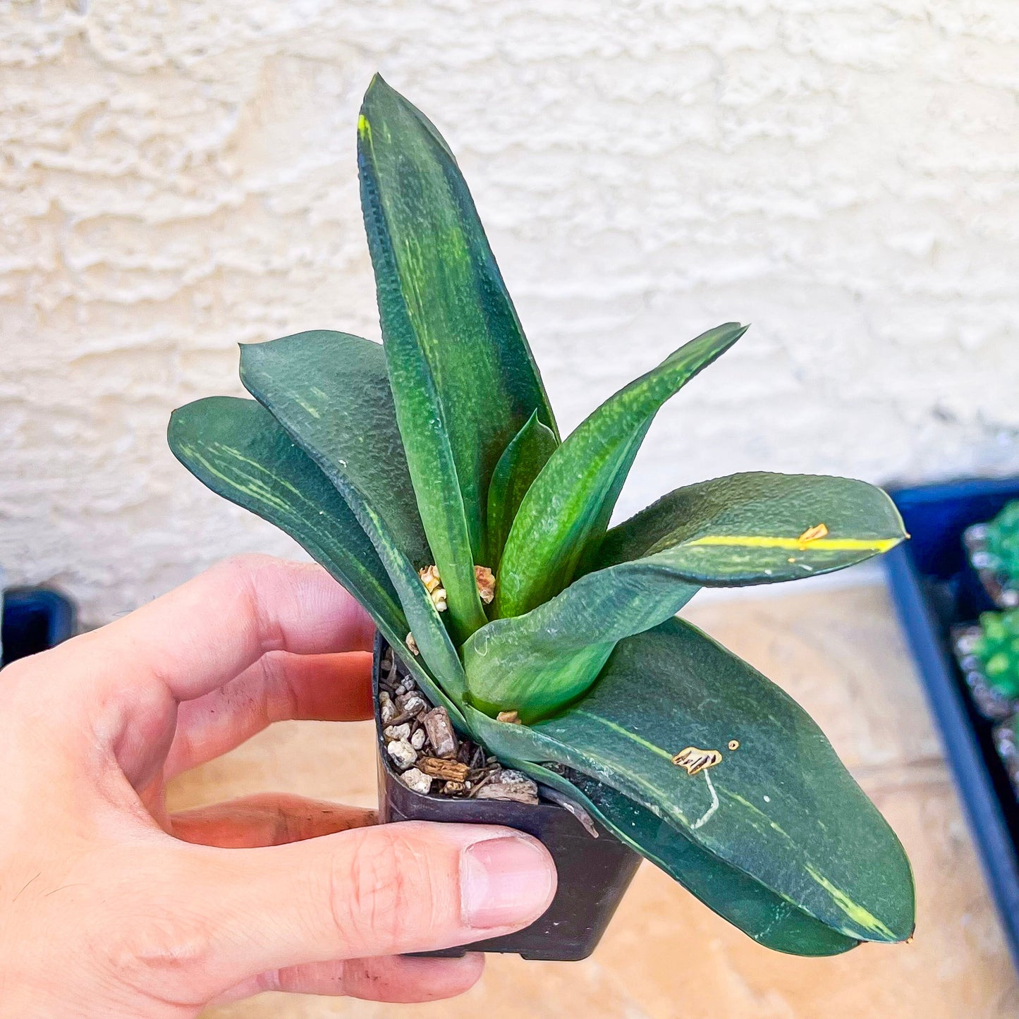 Gasteria Nitida Variegated (#A3) | South African Plants | Imported Plants