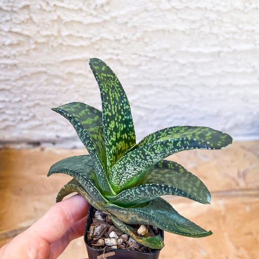 Gasteria Armstrongii Var Tiger Spot (#B3) | South African Plants | Imported Plants