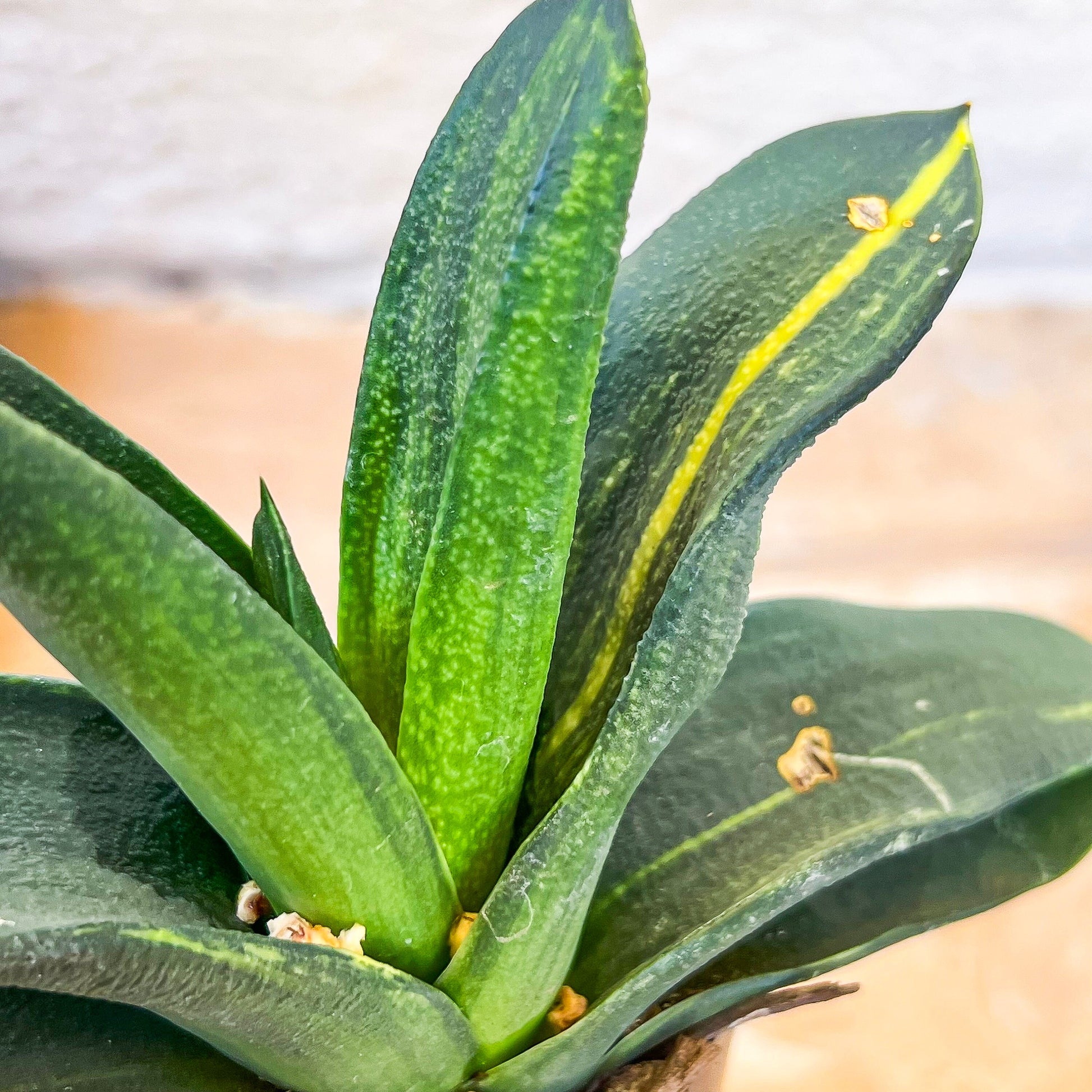 Gasteria Nitida Variegated (#A3) | South African Plants | Imported Plants