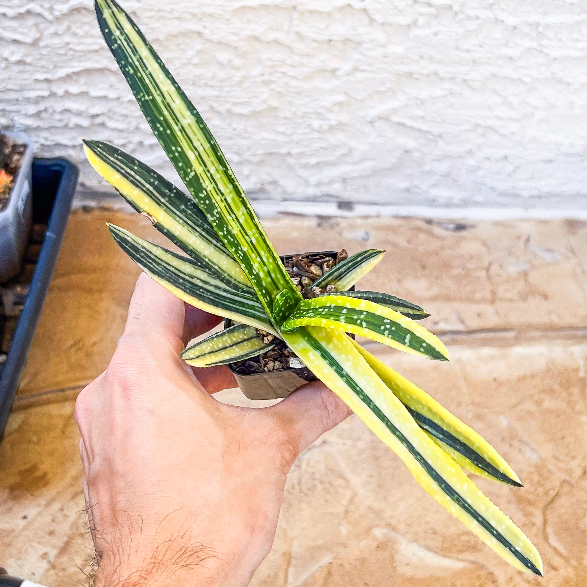 Gasteria Ferucossa Variegated (#D4) | South African Plants | Imported Plants