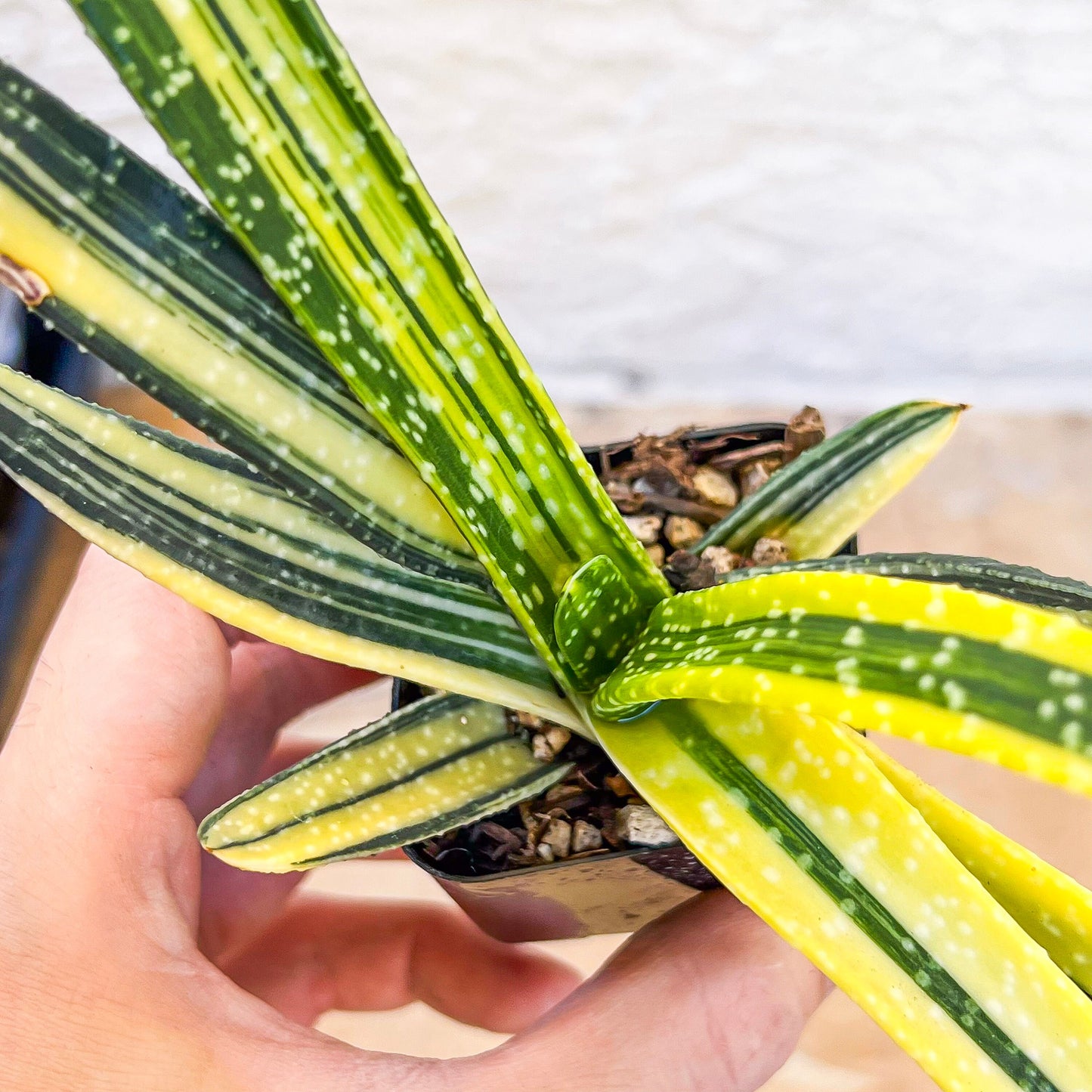 Gasteria Ferucossa Variegated (#D4) | South African Plants | Imported Plants