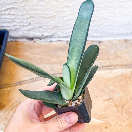 Gasteria Cv Ivory (#G2) | South African Plants | Imported Plants
