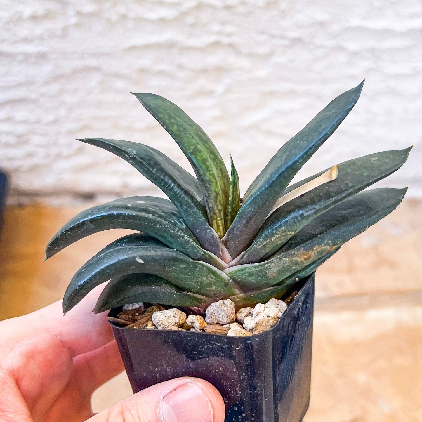 Gasteria Armstrongii | South African Plants | Imported Plants