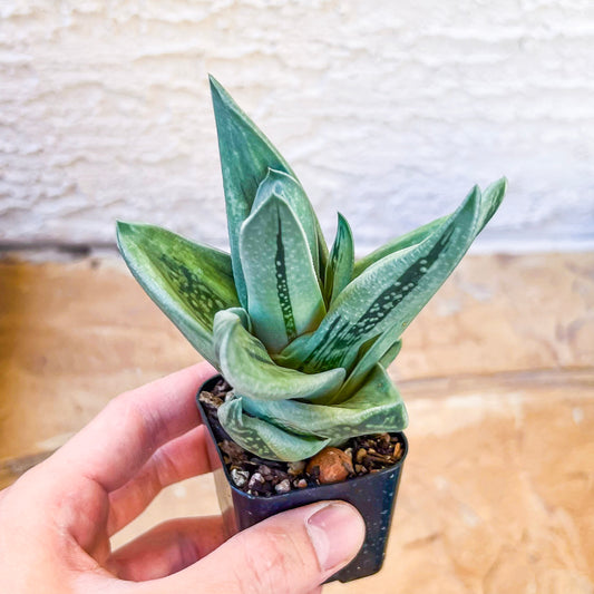 Gasteraloe Green Ice (#H3) | South African Plants | Imported Plants