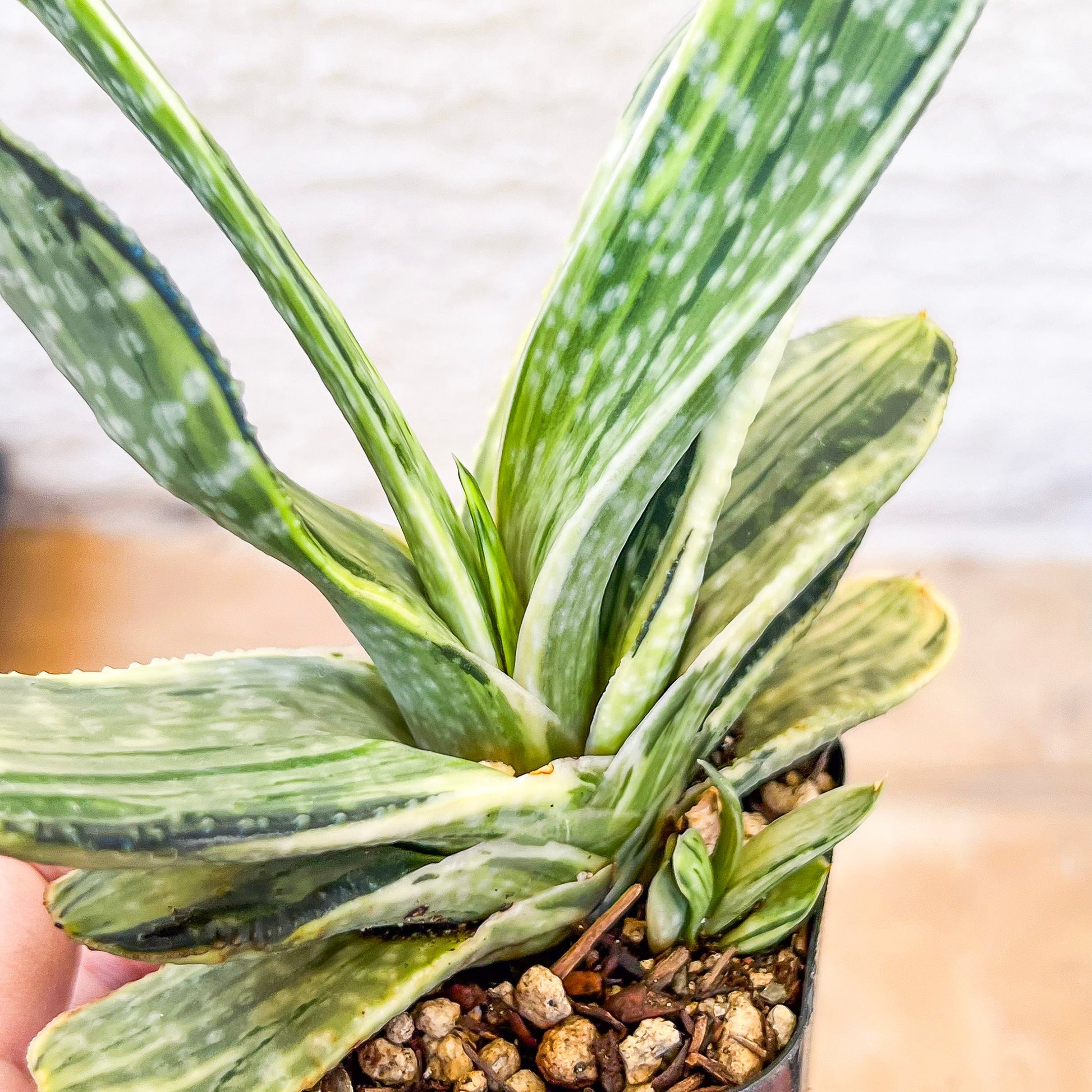 Gasteria Nigricans Variegata | South African Plants | Imported Plants