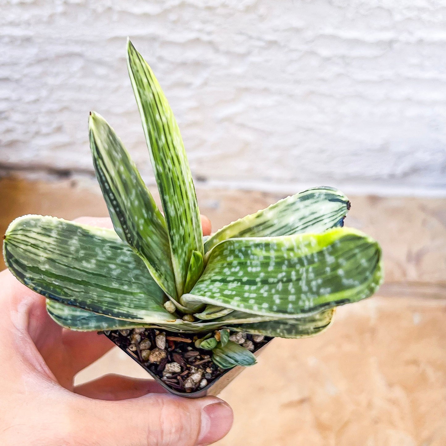 Gasteria Nigricans Variegata | South African Plants | Imported Plants