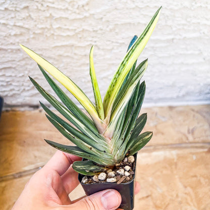 Rare Gasteria Hybrid (#F1) | South African Plants | Imported Plants