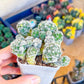 Mammillaria Gracilis Fragilis Cluster | Round Cactus | Easy Care Cactus | 2.8Inch Planter