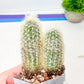 Espostoa Melanostele 2pcs | Old Lady Cactus | Easy Care Cactus | 2.8Inch Planter
