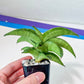 Sansevieria Macaw Hybrid (#AC13) | Rare Imported | In 2Inch Planter