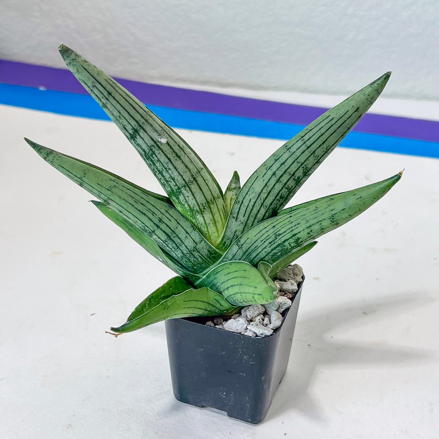 Sansevieria Rookie (#AC7) | Rare Imported House Plants | In 2Inch Planter