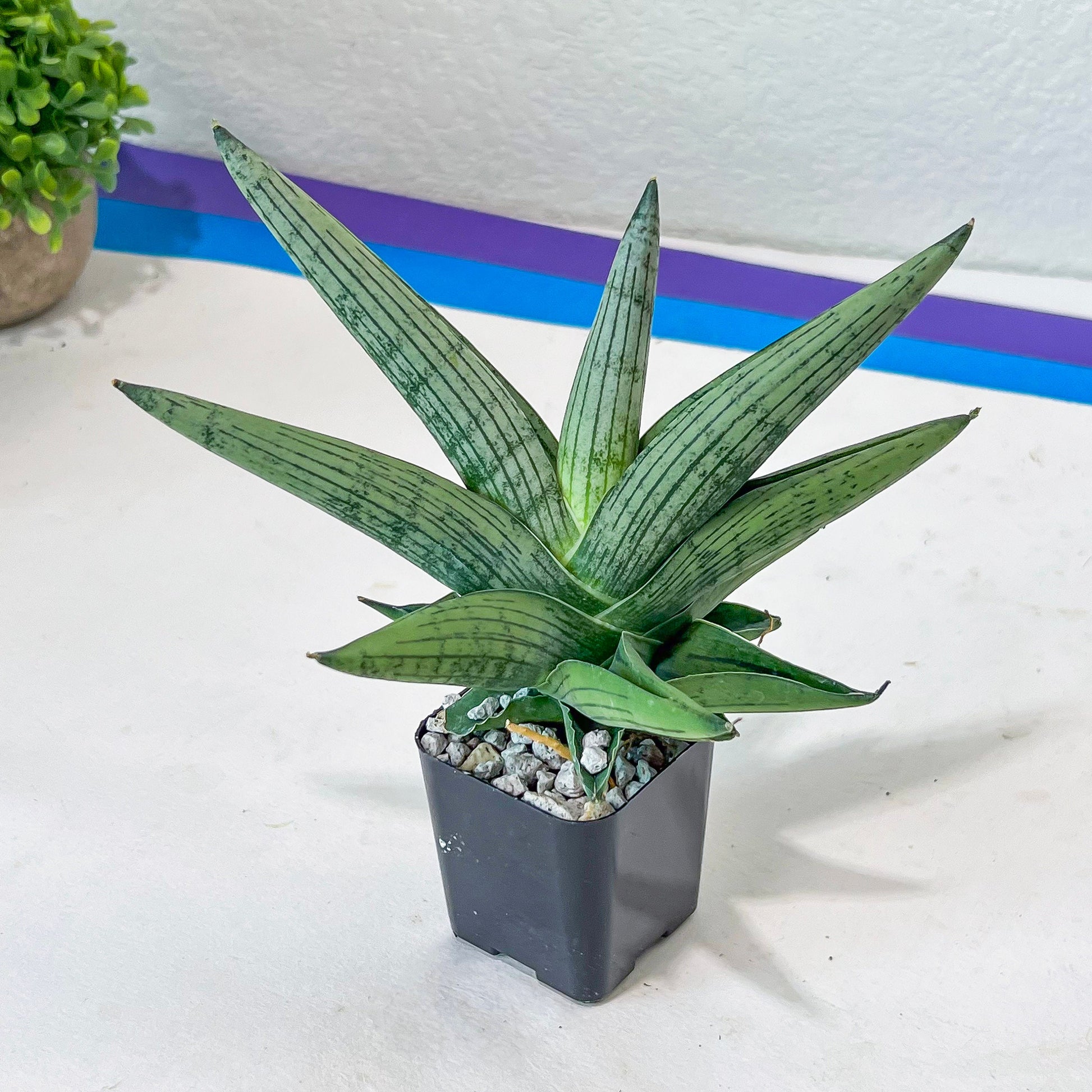 Sansevieria Rookie (#AC7) | Rare Imported House Plants | In 2Inch Planter