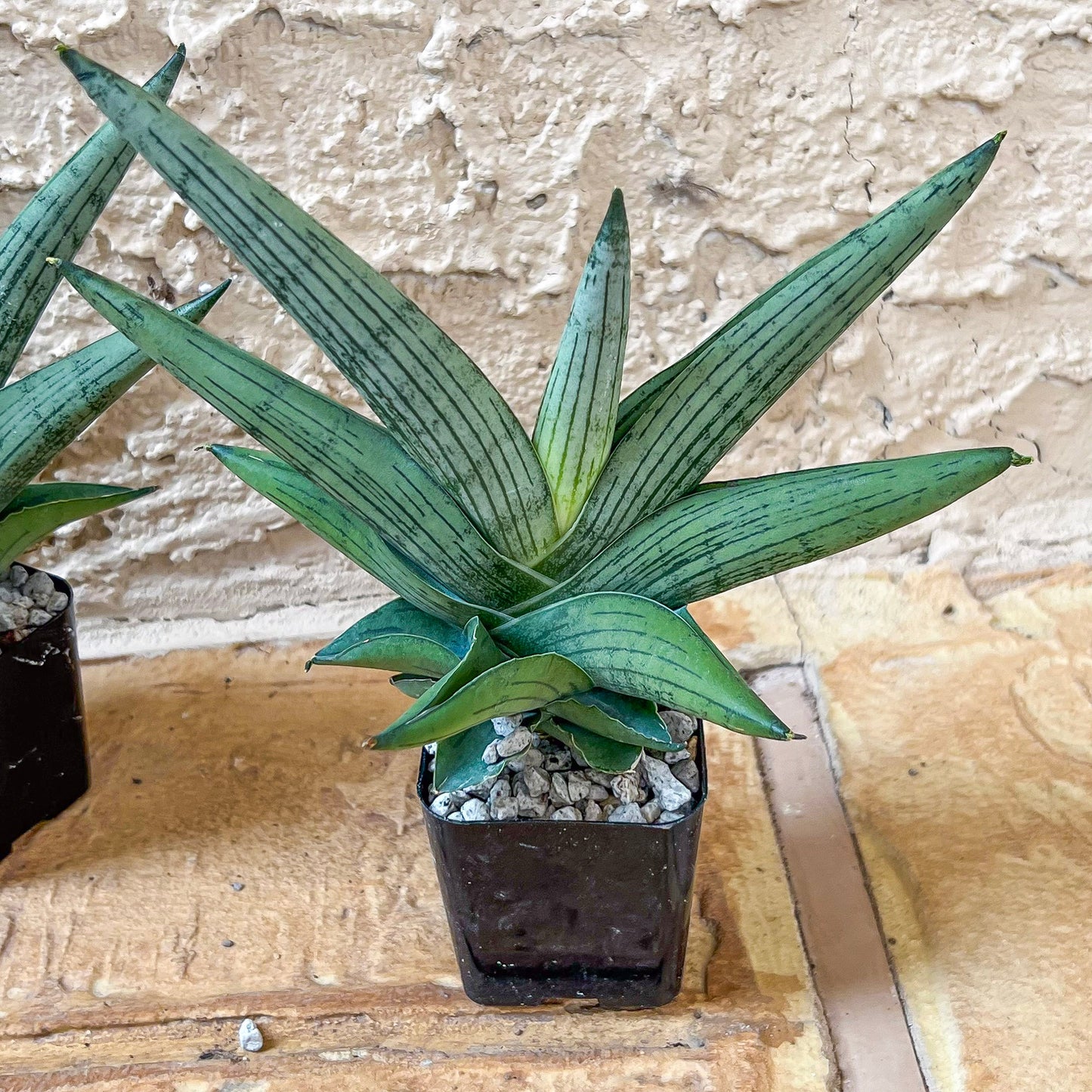 Sansevieria Rookie (#AC7) | Rare Imported House Plants | In 2Inch Planter