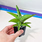 Sansevieria Ravana (#AC11) | Rare Imported House Plants | Rare Hybrids | 2" Pot