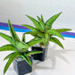 Sansevieria Ravana (#AC11) | Rare Imported House Plants | Rare Hybrids | 2" Pot