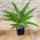 Sansevieria Ravana (#AC11) | Rare Imported House Plants | Rare Hybrids | 2" Pot