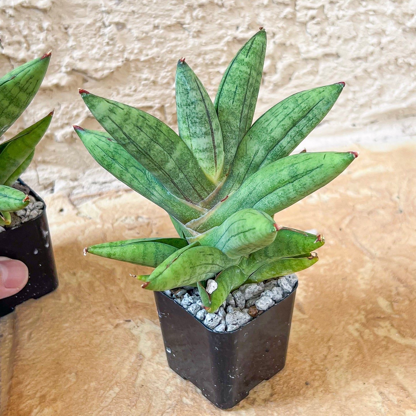 Sansevieria Mr. Hooks (#AC4) | Rare Imported House Plants | Rare Hybrids