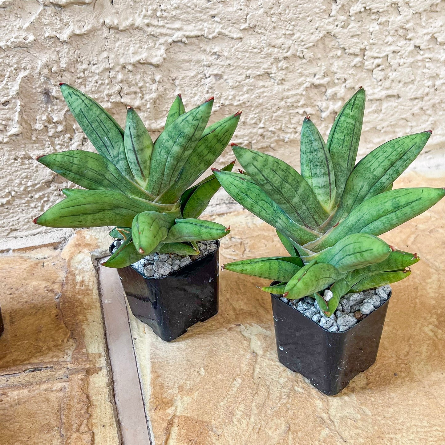 Sansevieria Mr. Hooks (#AC4) | Rare Imported House Plants | Rare Hybrids