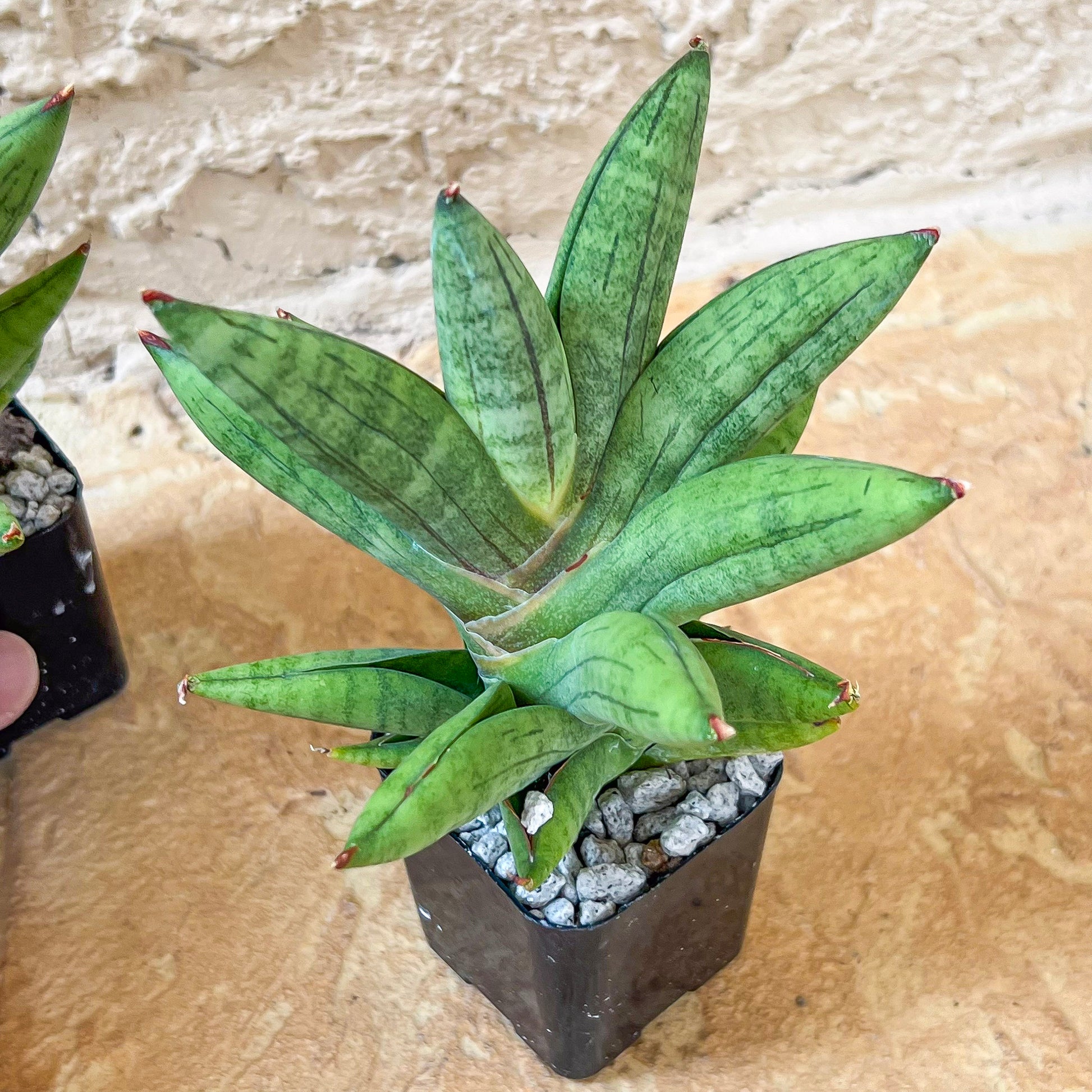 Sansevieria Mr. Hooks (#AC4) | Rare Imported House Plants | Rare Hybrids