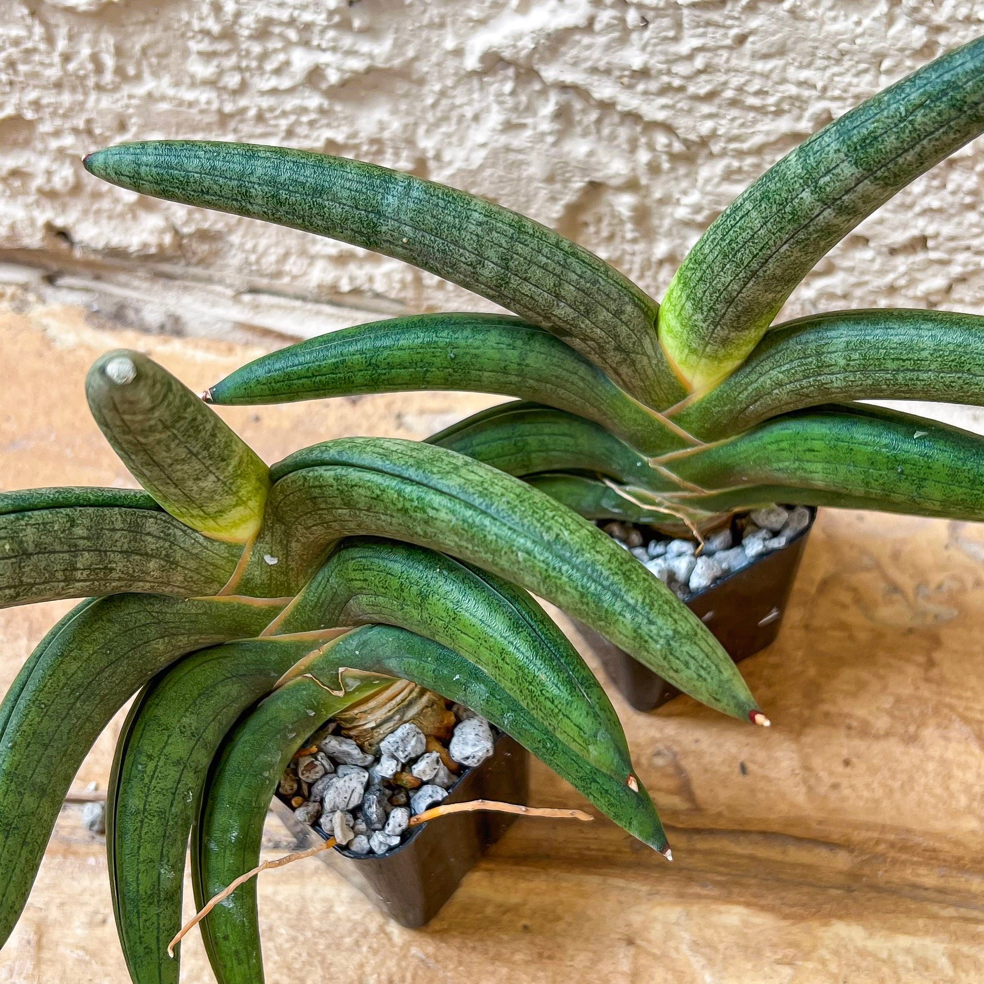 Sansevieria Grit Sand (#AC1) | Rare Imported House Plants | Rare Hybrids