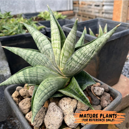 Sansevieria Lion Heart (#AC31) | Imported Snake Plant