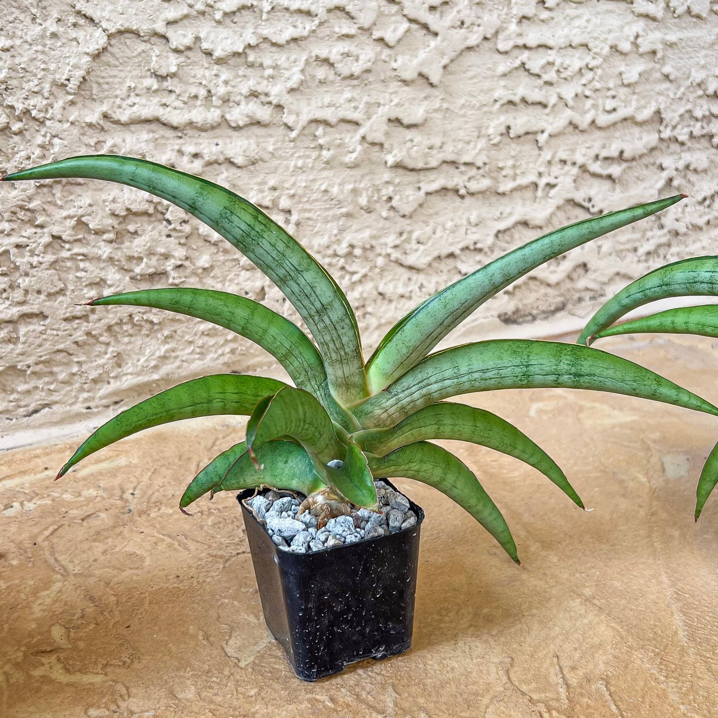 Sansevieria Orange (#AC23) | Rare Imported House Plants | 2" Planter