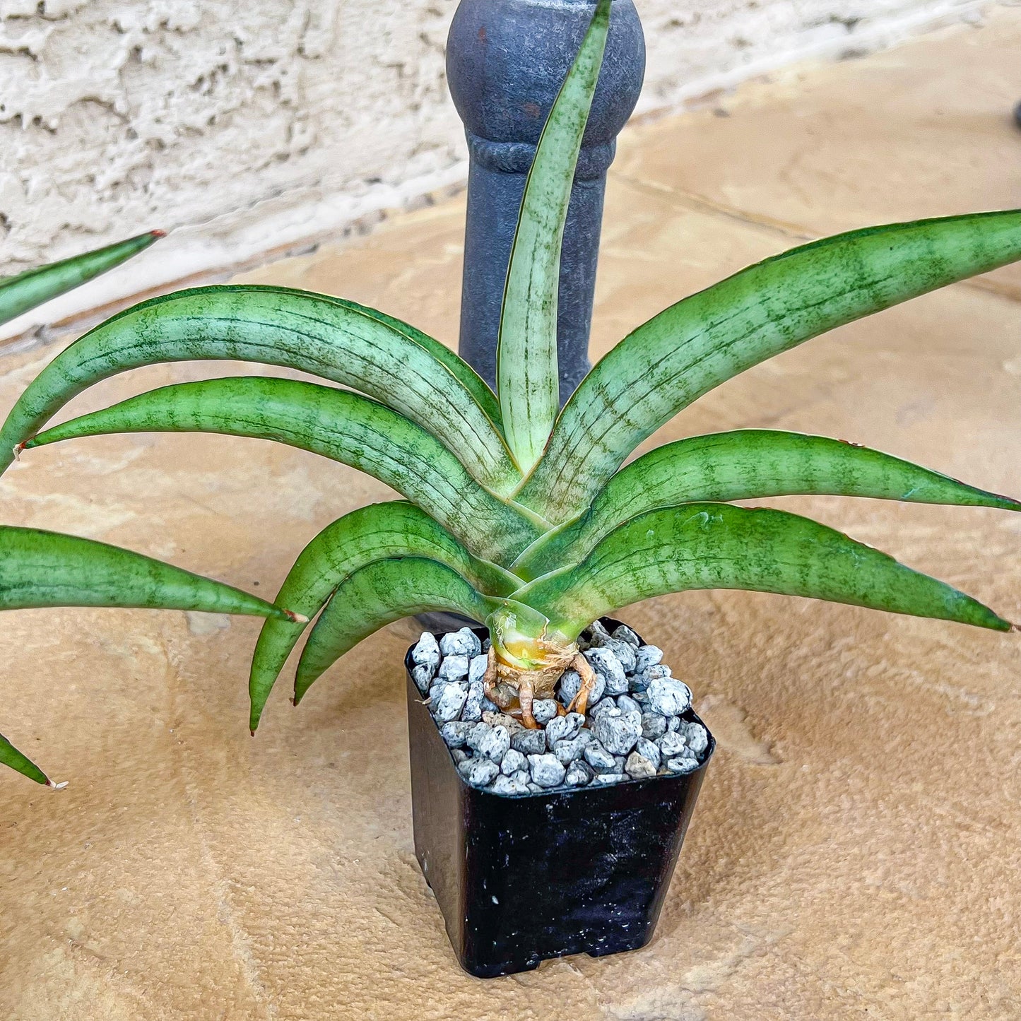 Sansevieria Orange (#AC23) | Rare Imported House Plants | 2" Planter