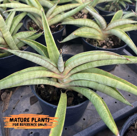 Sansevieria Orange (#AC23) | Rare Imported House Plants | 2" Planter