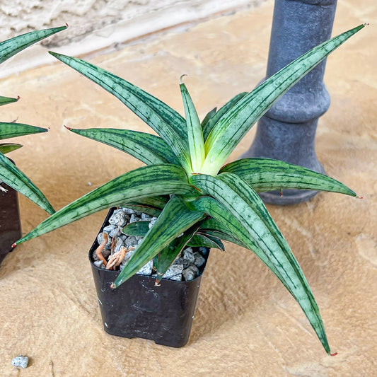 Sansevieria Thousand Blue (#AC26) | Rare Imported House Plants | 2" Pot