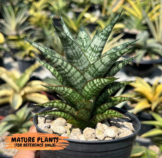 Sansevieria Crocodile Rock (#H1) | Indoor Snake Plants | Rare Snake Plant