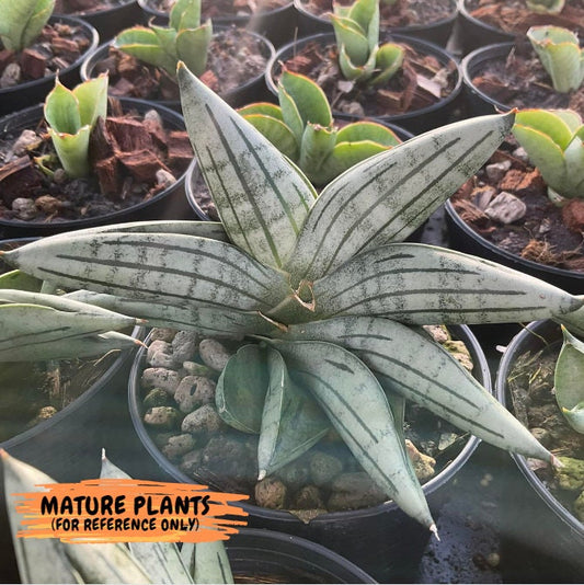 Sansevieria Melon (#AC5) | Rare Imported Snake plant