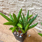 Sansevieria Silver Crown (#A10) | Rare Imported Plants | Hybrid Boncel