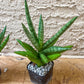 Sansevieria Silver Crown (#A10) | Rare Imported Plants | Hybrid Boncel