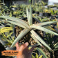 Sansevieria BLUE Cone White Variegated | Snake Plant | Rare Imported Plants