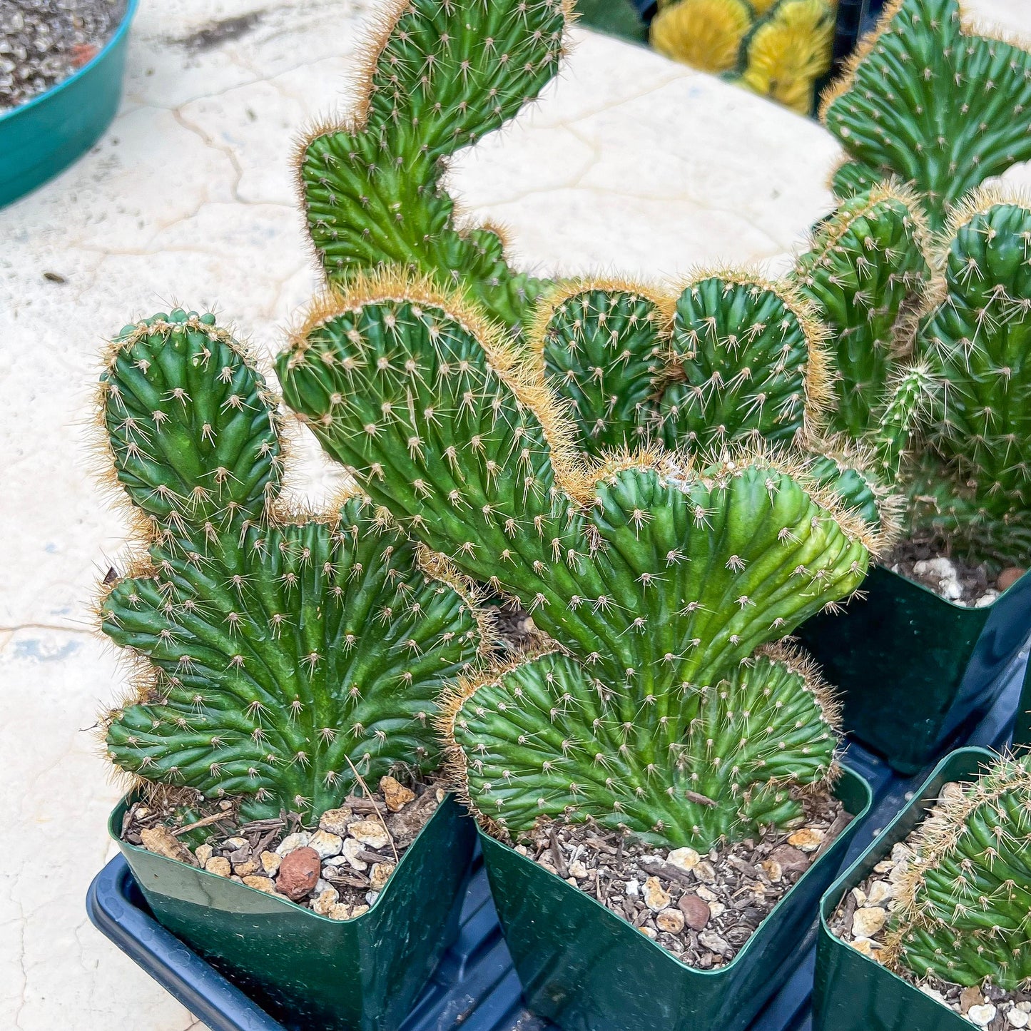 Lemaireocereus Stellatus f. Cristata (#M4) | Rare Succulents | Indoor Cactus