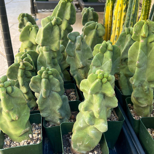 Lophocereus Schottii Monstrose (V1) | Totem Pole Cactus | Mexican Cactus