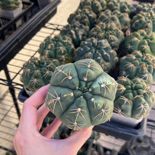 Giant Gymnocalycium Horstii (#V2) | Live cactus | 3.6inch Wide