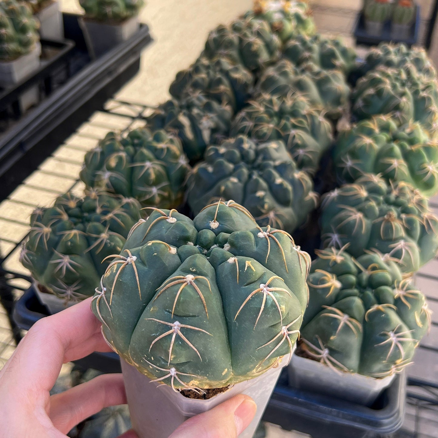 Giant Gymnocalycium Horstii (#V2) | Live cactus | 3.6inch Wide