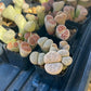 Lithops Live Plant (#V2) | Living Stones | Very Rare Import | 1 Inch Wide