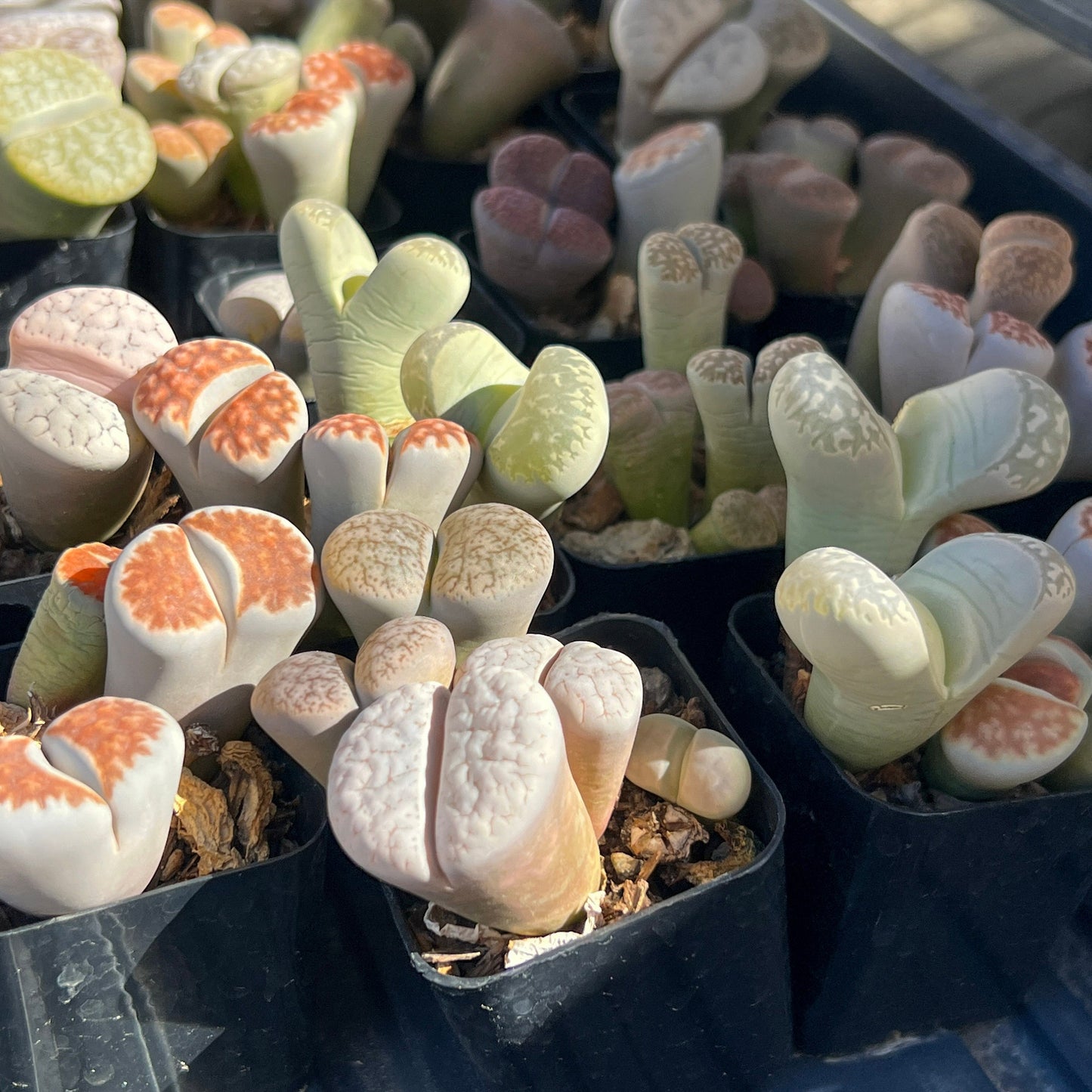 Lithops Live Plant (#V2) | Living Stones | Very Rare Import | 1 Inch Wide