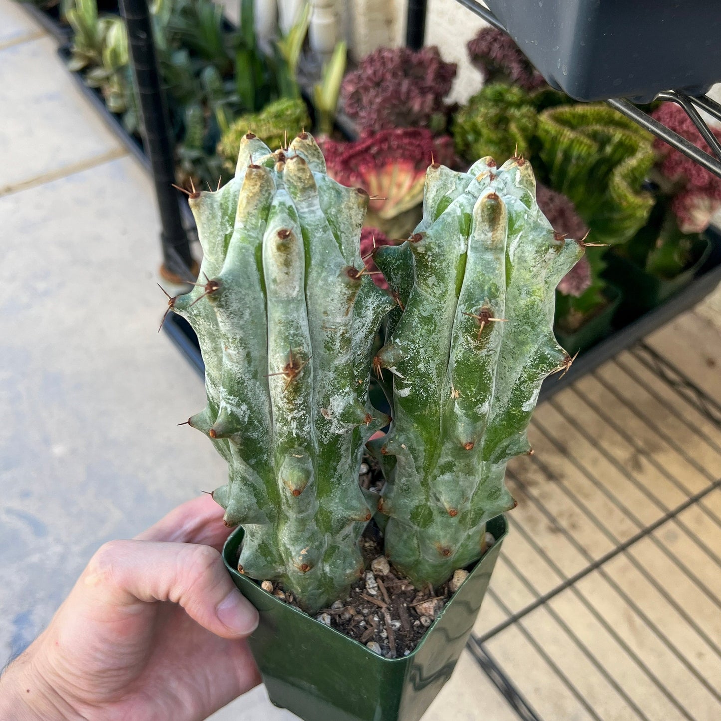 Stenocereus Beneckei (#M31) | White Cactus | Rare Imported Plants | Ghost Cactus