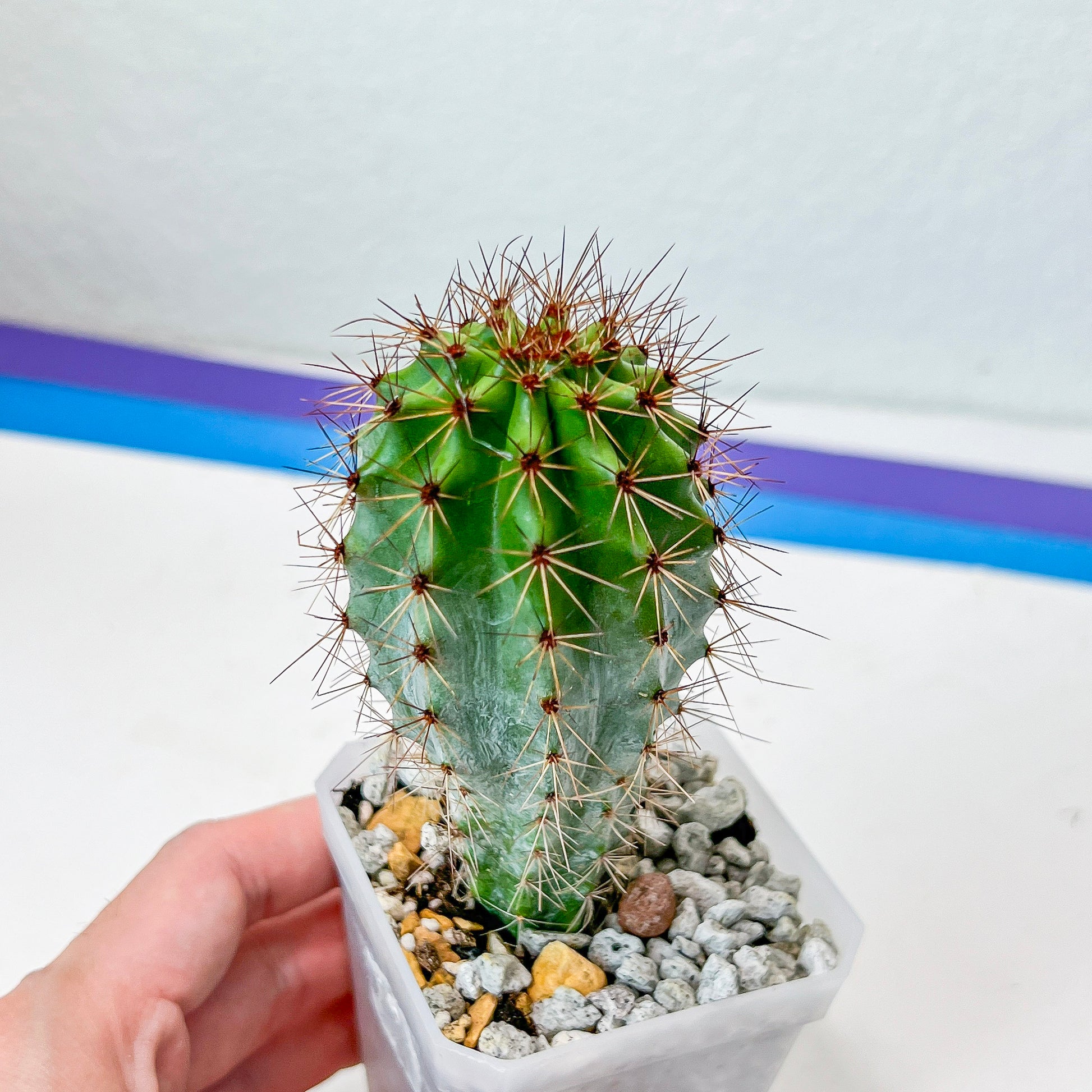 Rare Organ Pipe Cactus (#P1)| Round Cactus | Easy Care Cactus | 2.8Inch Planter