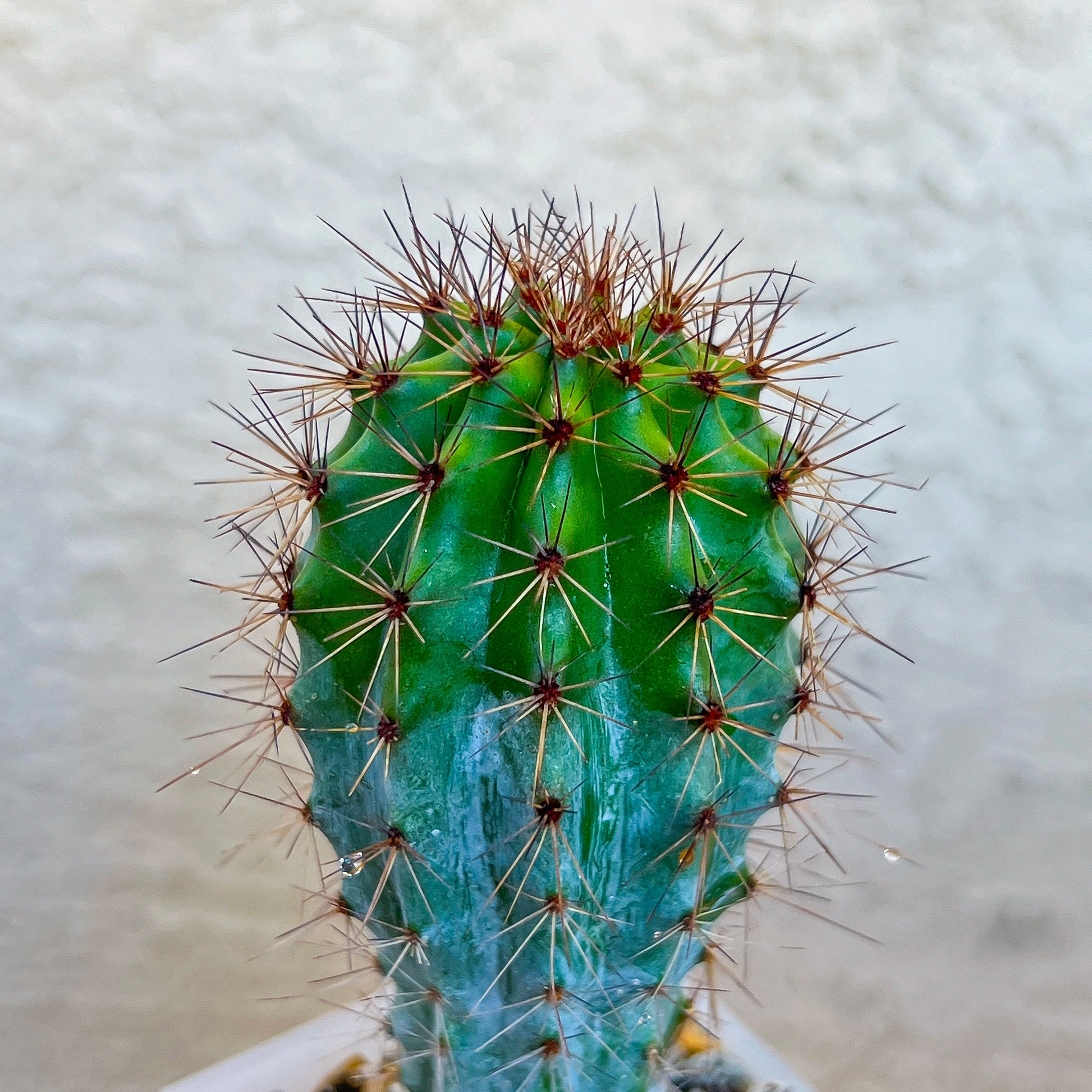 Rare Organ Pipe Cactus (#P1)| Round Cactus | Easy Care Cactus | 2.8Inch Planter