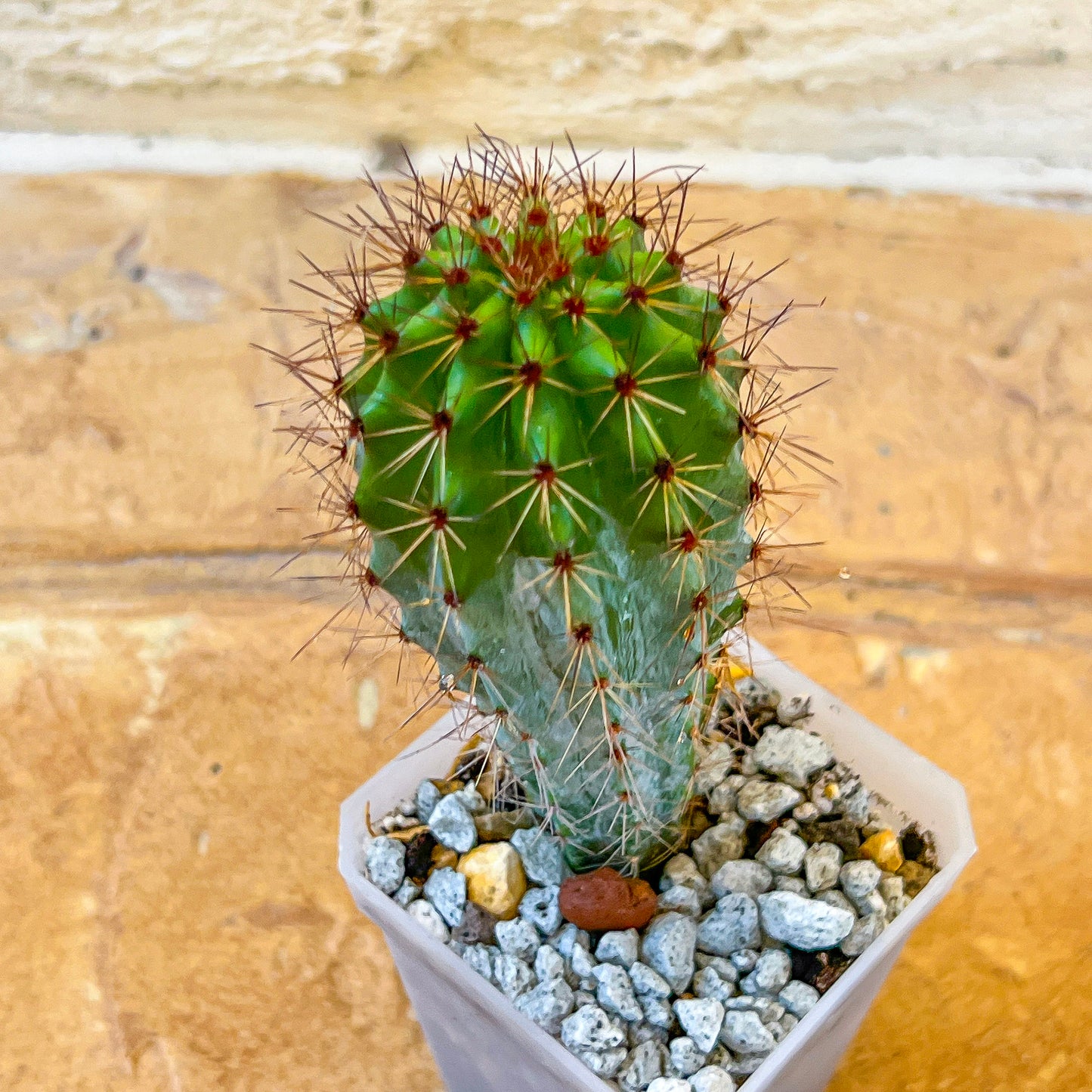 Rare Organ Pipe Cactus (#P1)| Round Cactus | Easy Care Cactus | 2.8Inch Planter