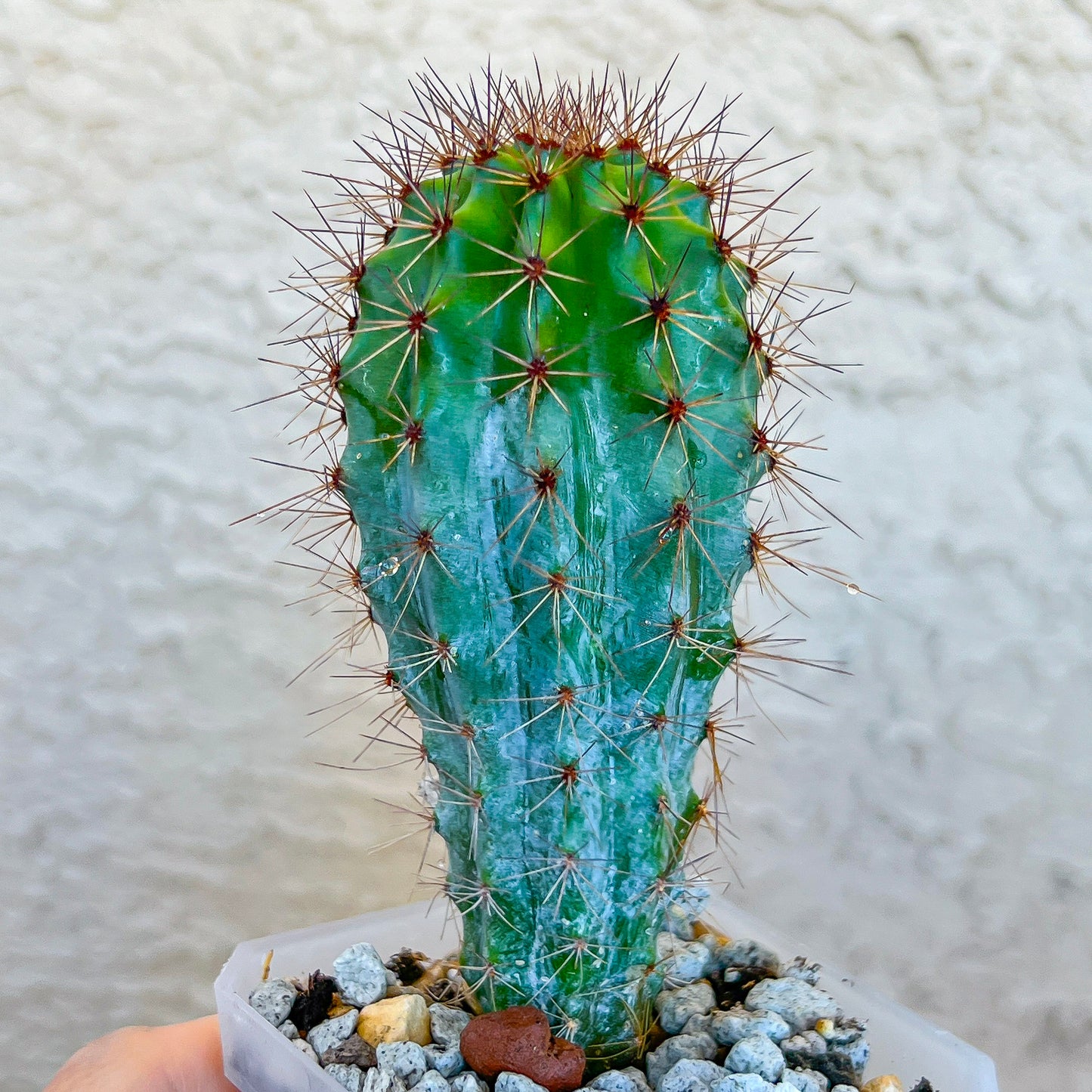 Rare Organ Pipe Cactus (#P1)| Round Cactus | Easy Care Cactus | 2.8Inch Planter